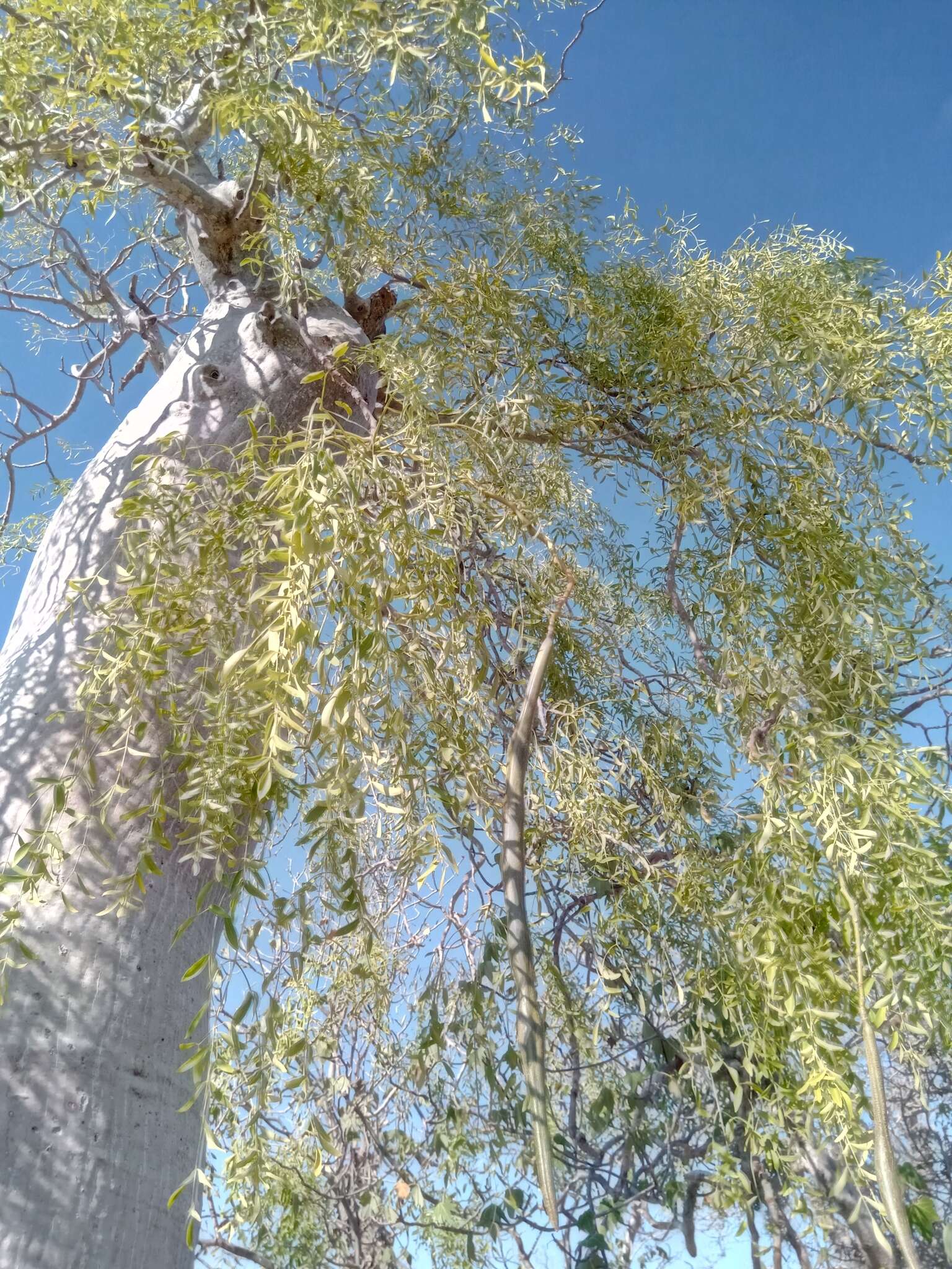 Image of Bottle Tree