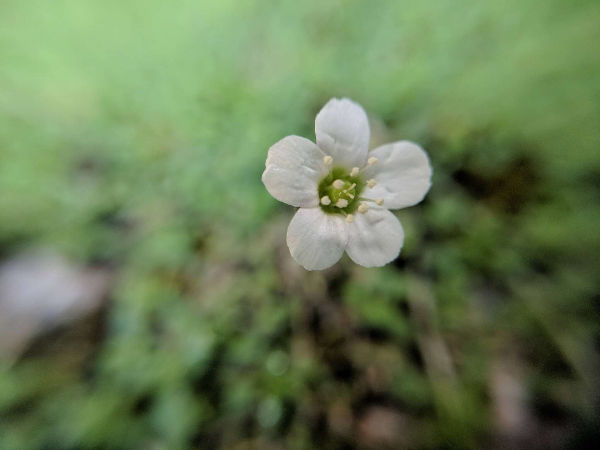 Слика од Arenaria balearica L.