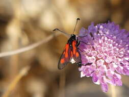 Image of Zygaena punctum Ochsenheimer 1808