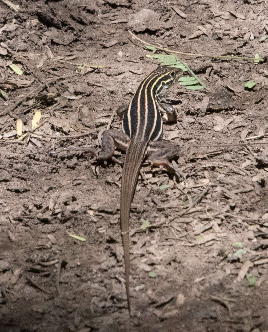 Image of Desert Grassland Whiptail