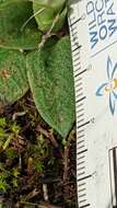 Image of Pterostylis arenicola M. A. Clem. & J. Stewart