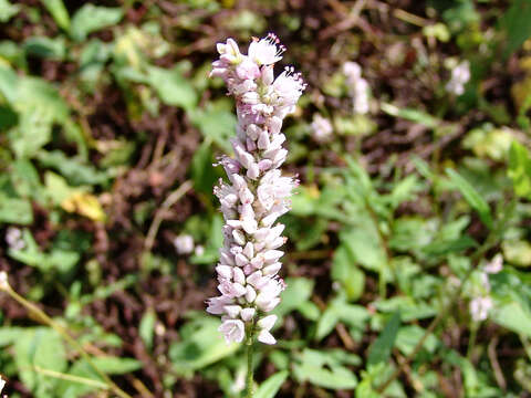 Image of Pink Knotweed