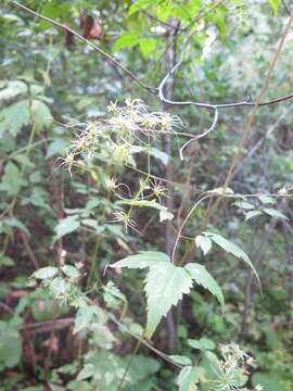 Image of Clematis brevicaudata DC.