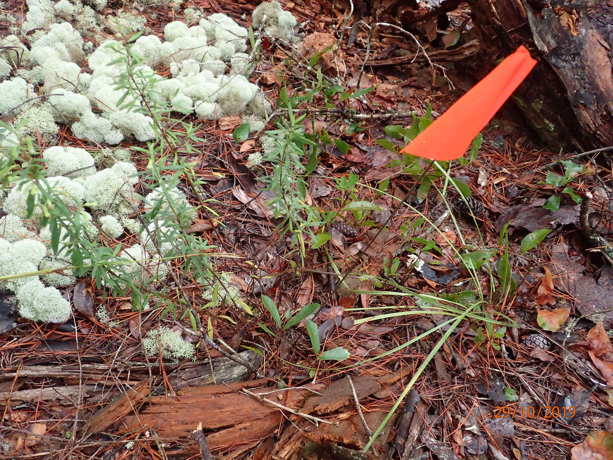 Image of Etonia rosemary