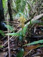 Aspidogyne commelinoides (Barb. Rodr.) Garay resmi