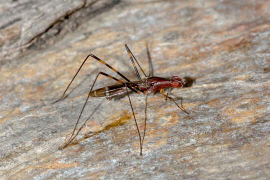 Metopochetus bivittatus (Macquart 1846) resmi