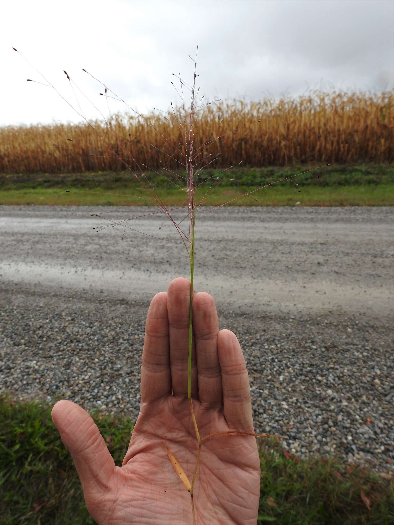 صورة Digitaria cognata (Schult.) Pilg.