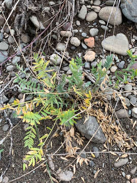 Слика од Oxytropis campestris var. johannensis Fernald