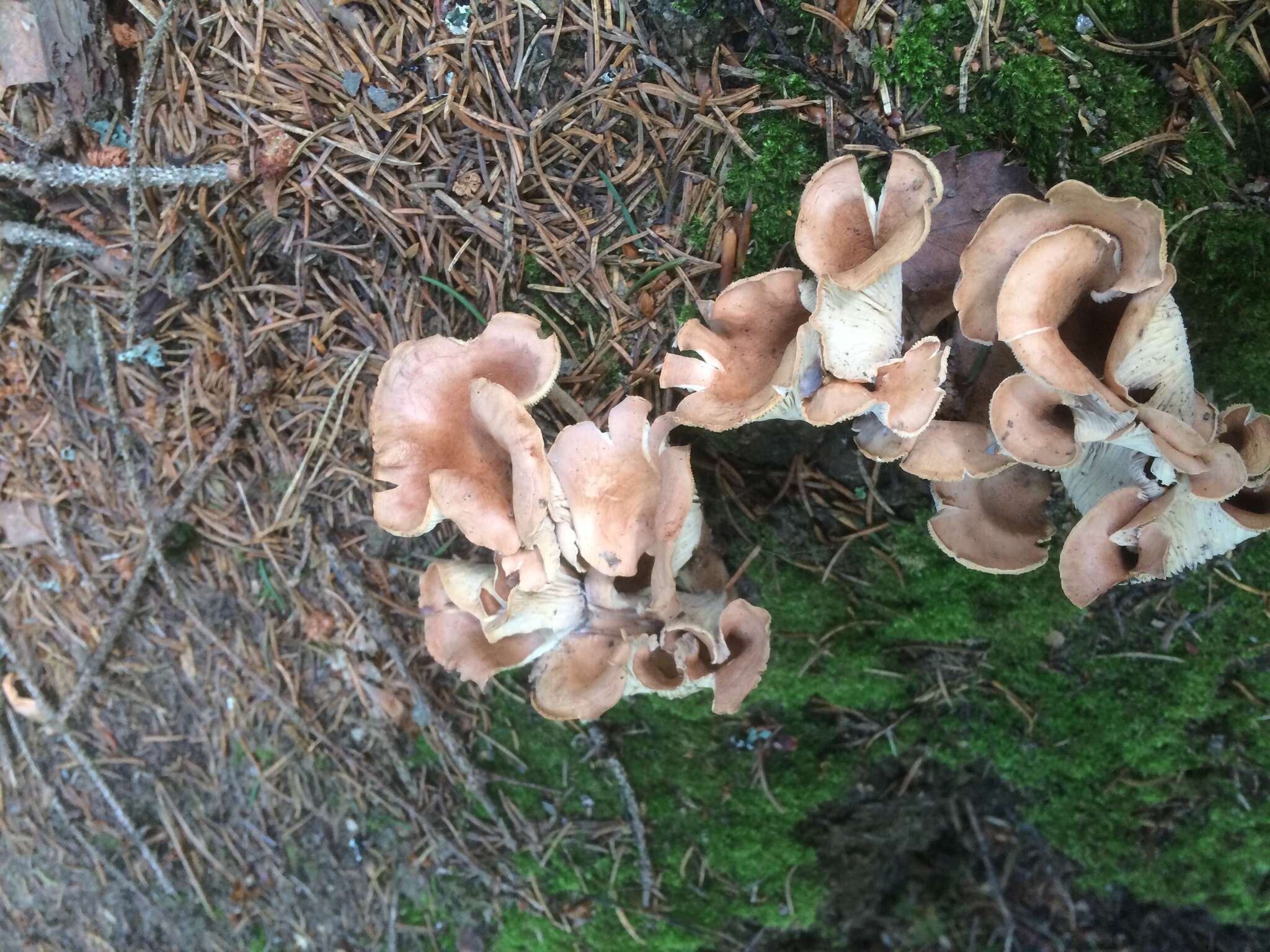 صورة Rhodocollybia filamentosa (Velen.) Antonín 1986