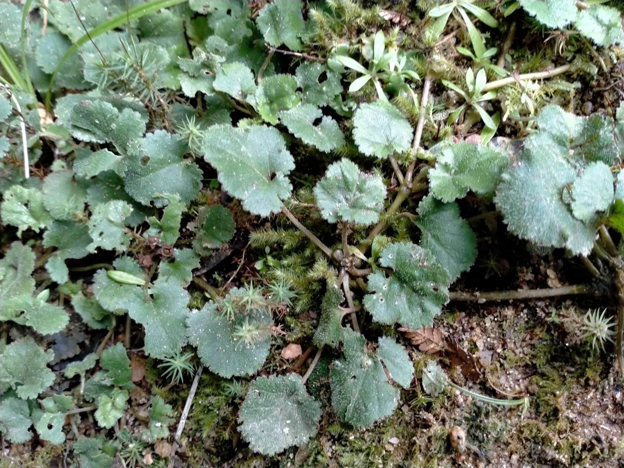 صورة Gunnera monoica Raoul