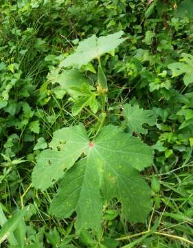 Image of okra