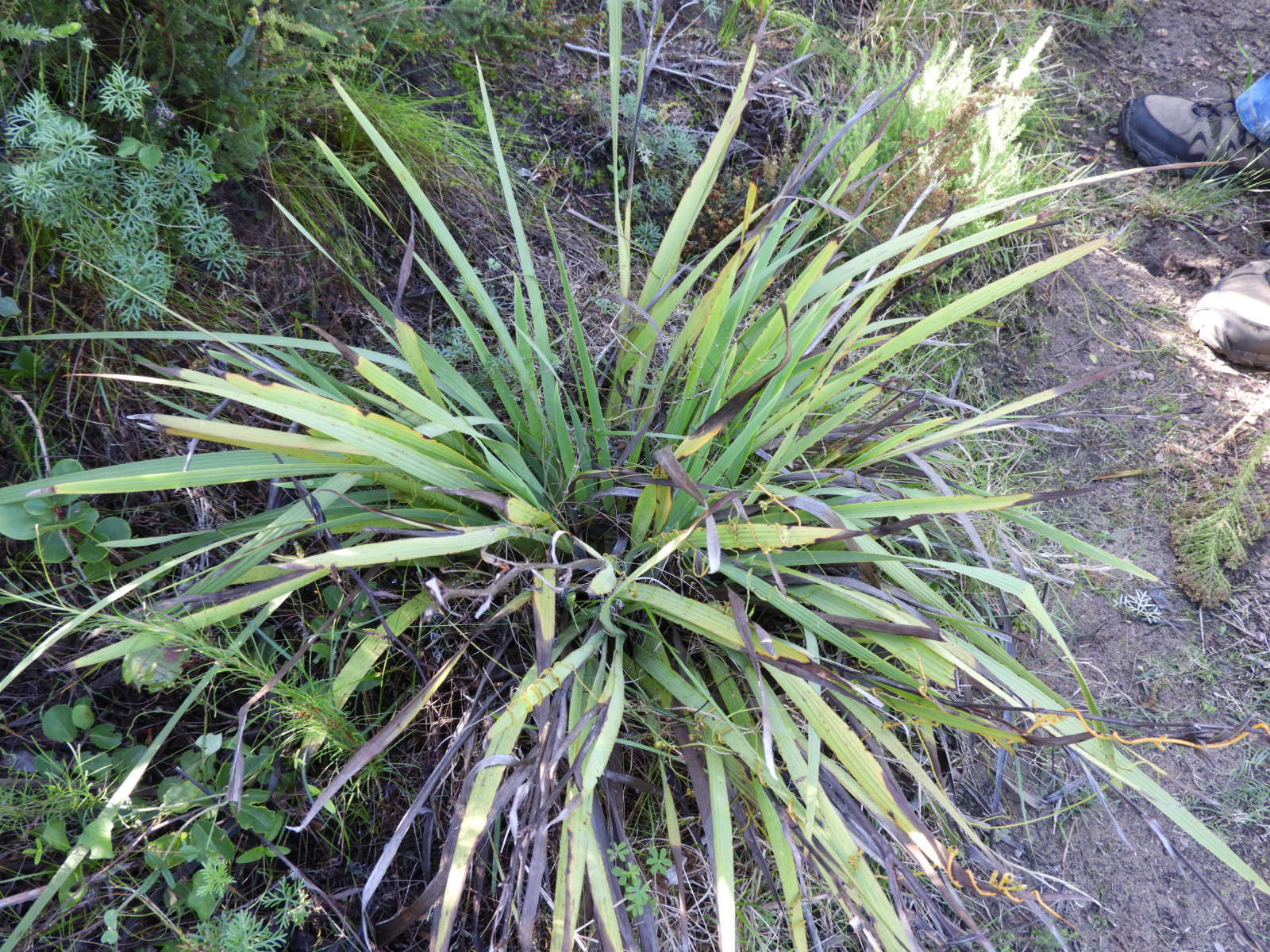 Imagem de Aristea ensifolia J. Muir