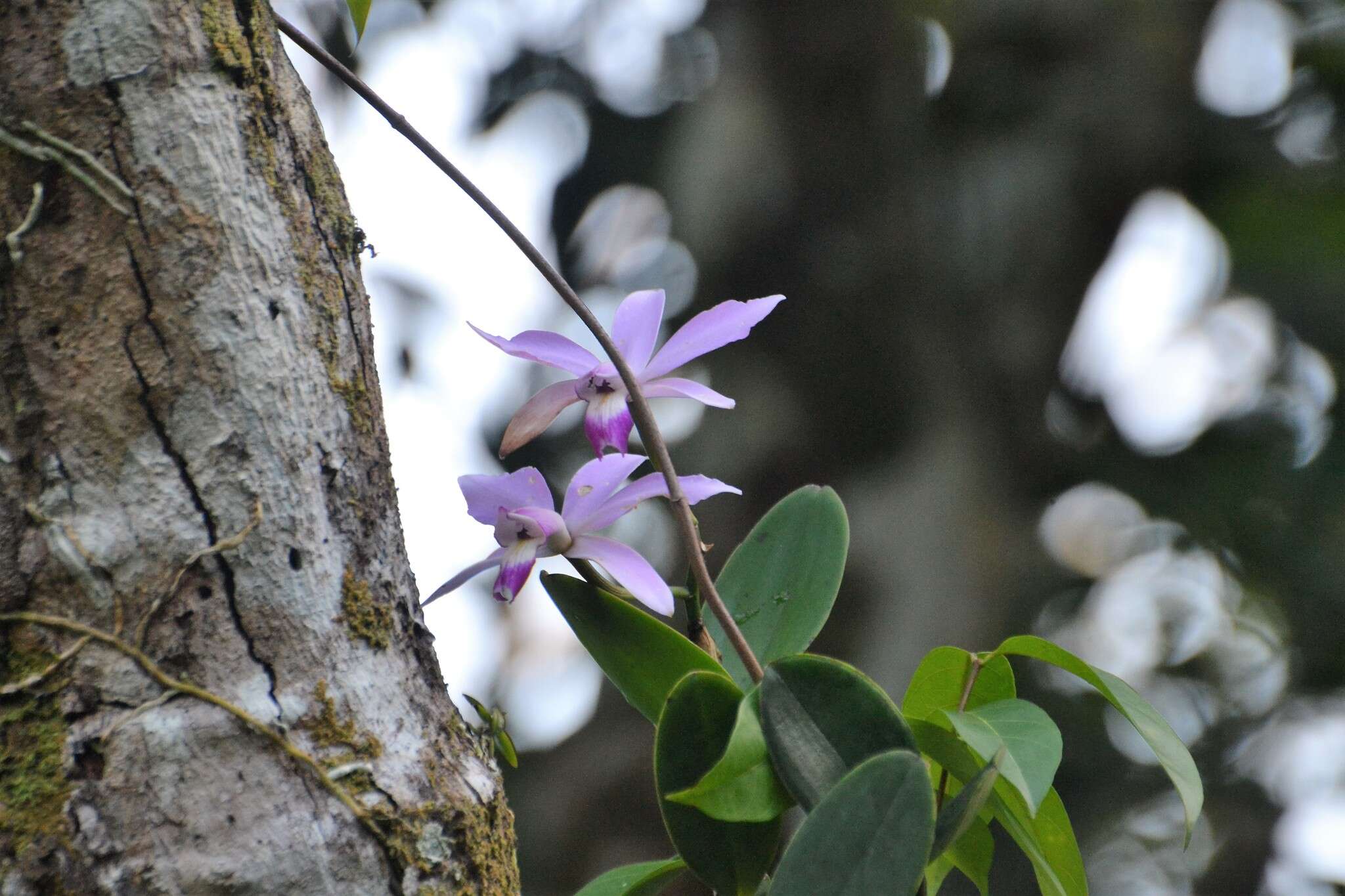 Image of Violet Cattleya