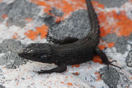 Image of Black girdled lizard