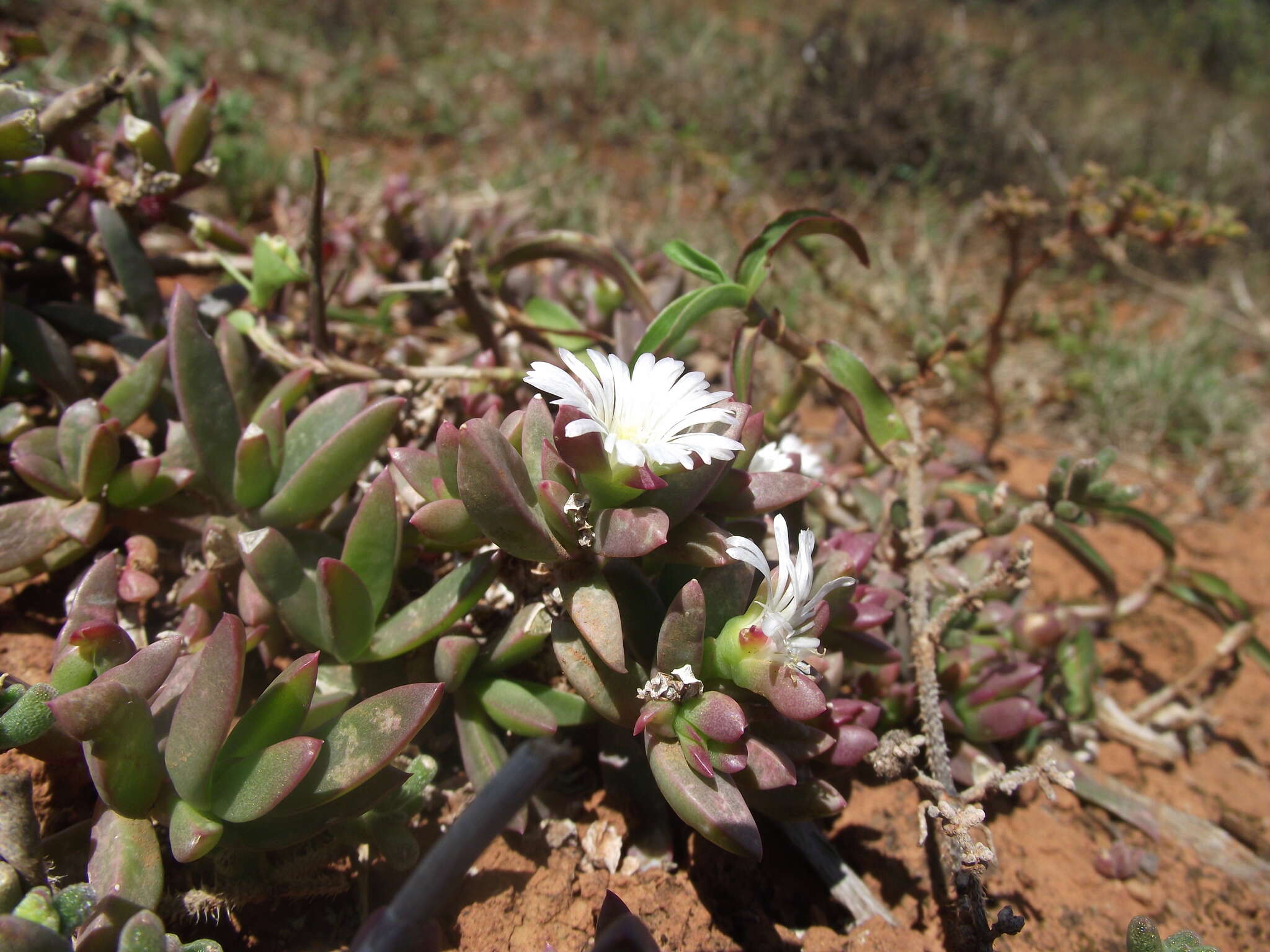 Image of Delosperma hollandii L. Bol.