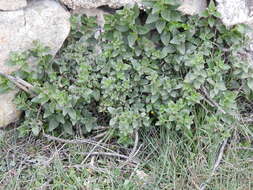 Image de Antirrhinum graniticum Rothm.