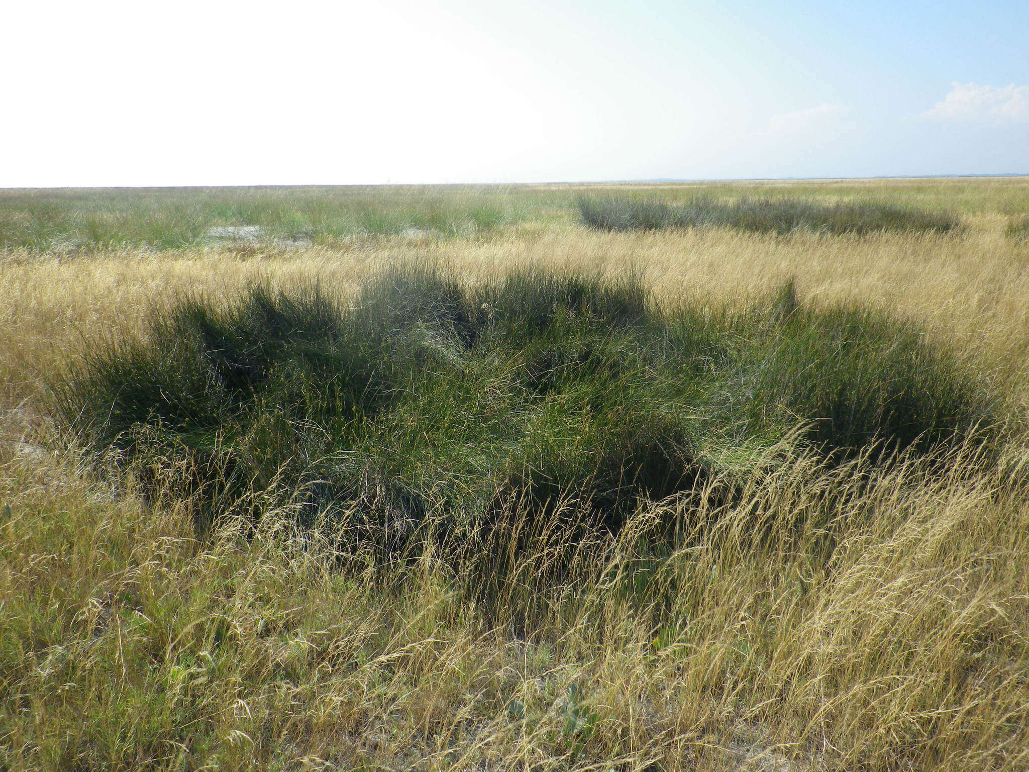 Image of sea rush