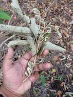 Image of Styrax argenteus Presl