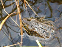 Image of Columbia Spotted Frog