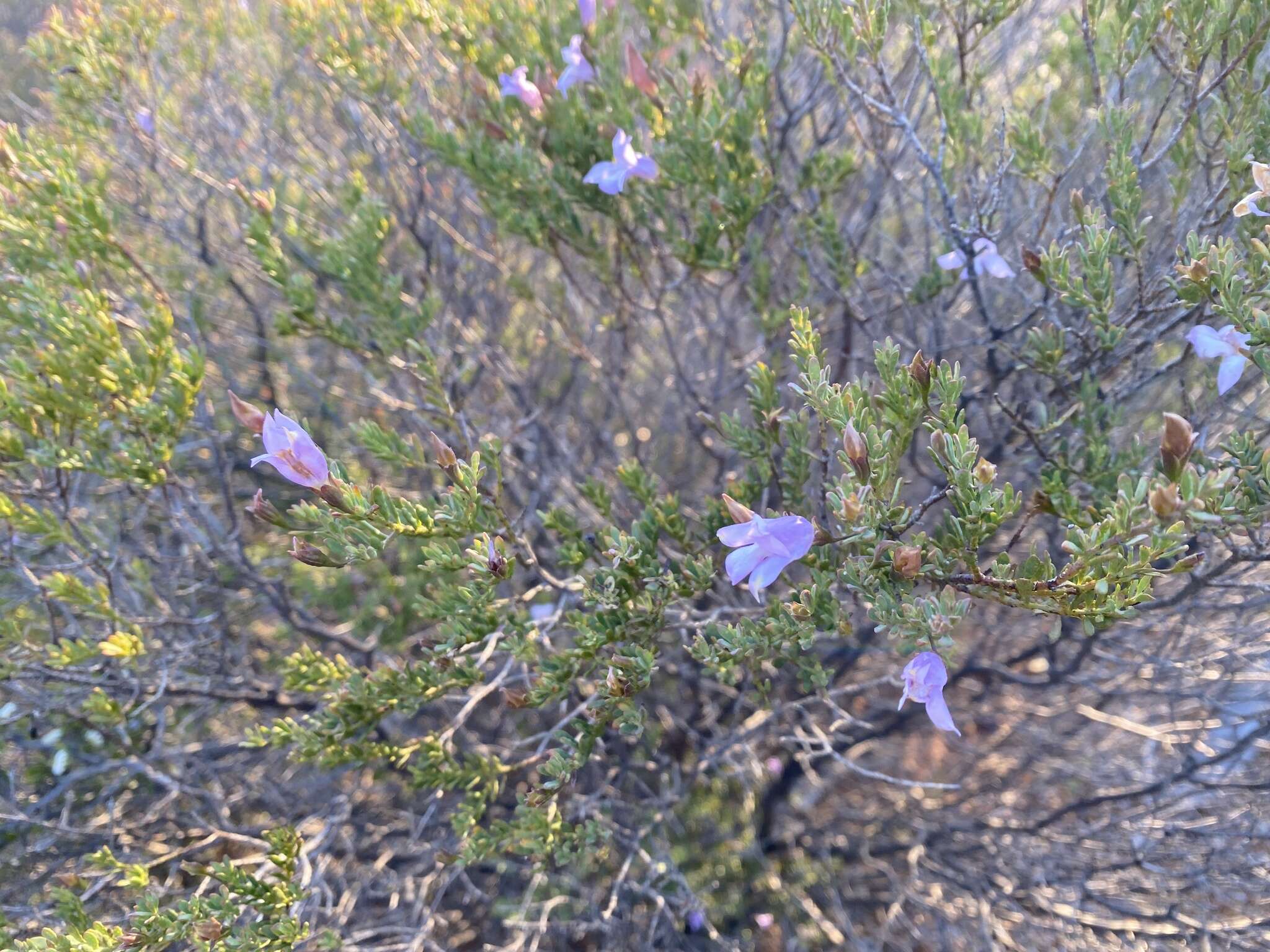 Imagem de Eremophila pustulata S. Moore