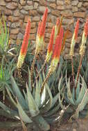 Image of Nespruit rock aloe