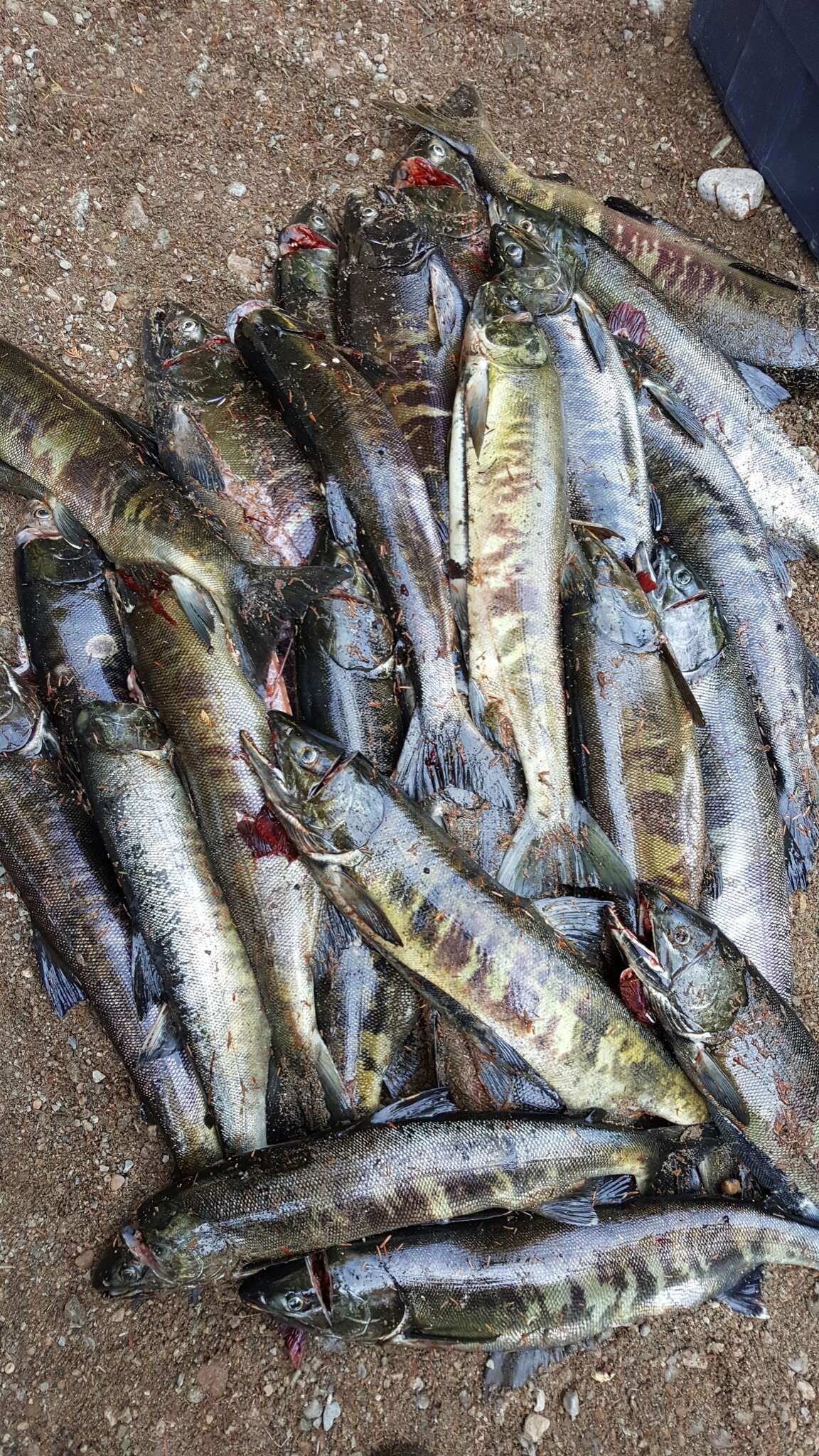 Image of Calico salmon