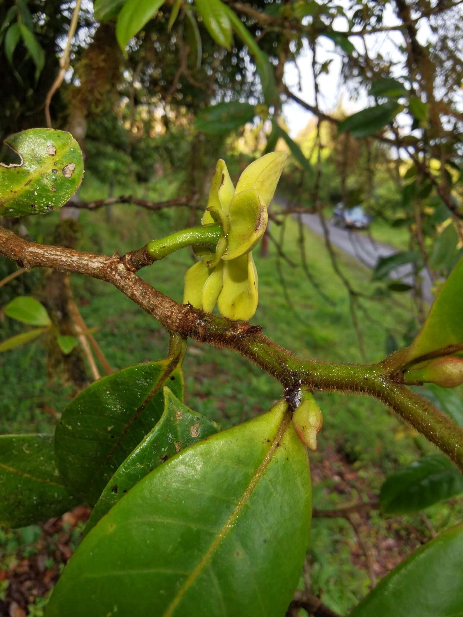 Guatteria oliviformis Donn. Sm.的圖片