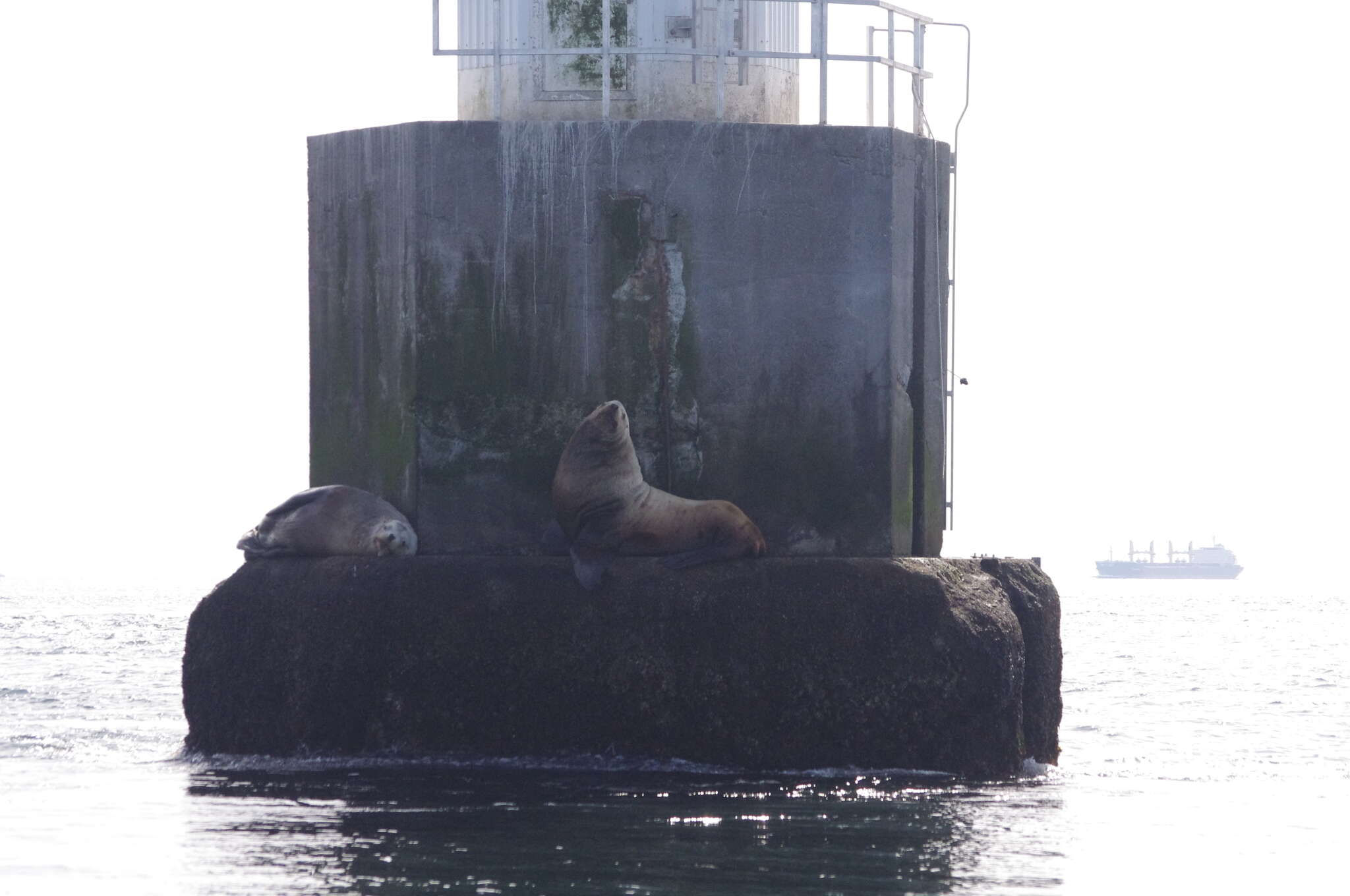 Image of northerns sea lions