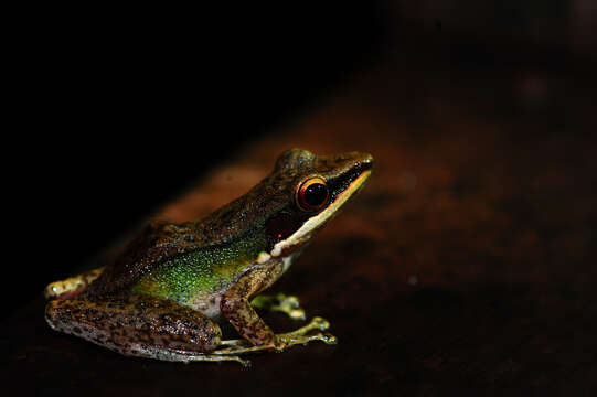 Image of Chalcorana megalonesa (Inger, Stuart & Iskandar 2009)