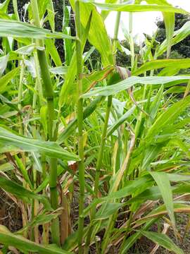 Image of perennial teosinte