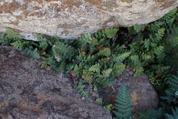 Image of Asplenium cordatum (Thunb.) Sw.