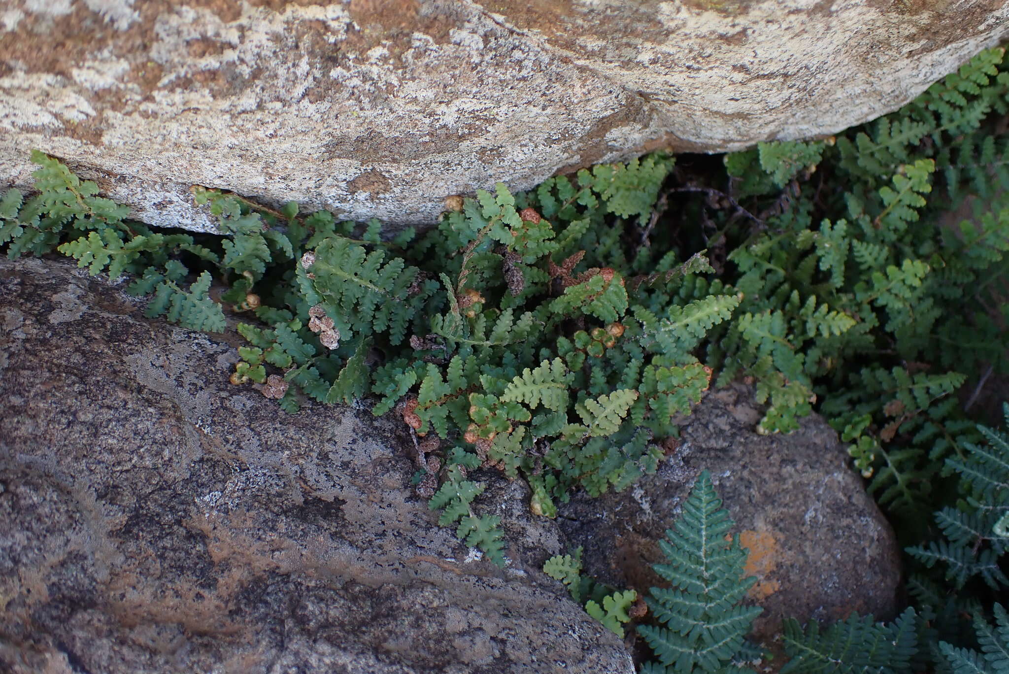 Image of Asplenium cordatum (Thunb.) Sw.