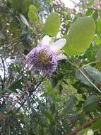 Image of sea anemone passion flower