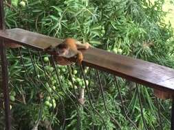 Image of Black-crowned Central American Squirrel Monkey