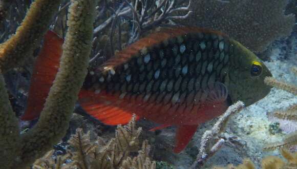 Image of Dark Green Parrotfish