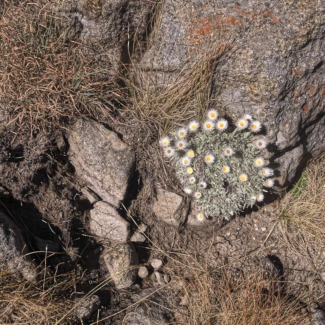 Image de Helichrysum argentissimum J. M. Wood