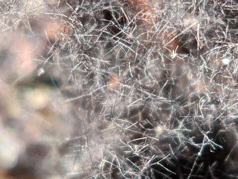 Image of racodium lichen