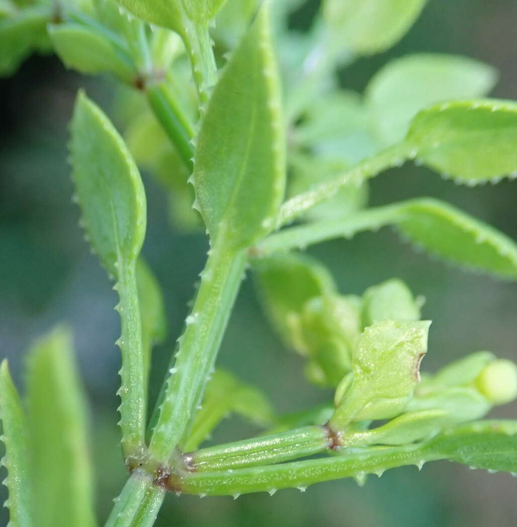 Image of Rubia petiolaris DC.