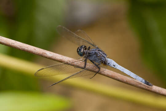 Image of blue marsh hawk