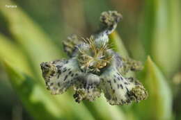 Image of Ferraria parva Goldblatt & J. C. Manning