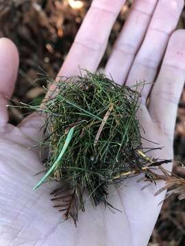 Image of Sonoma tree vole