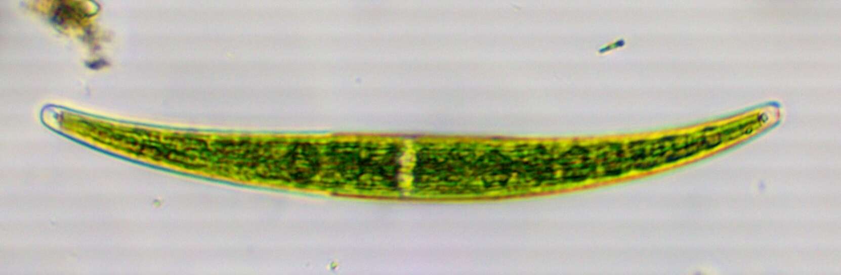 Image of Closterium striolatum Ehrenberg ex Ralfs 1848