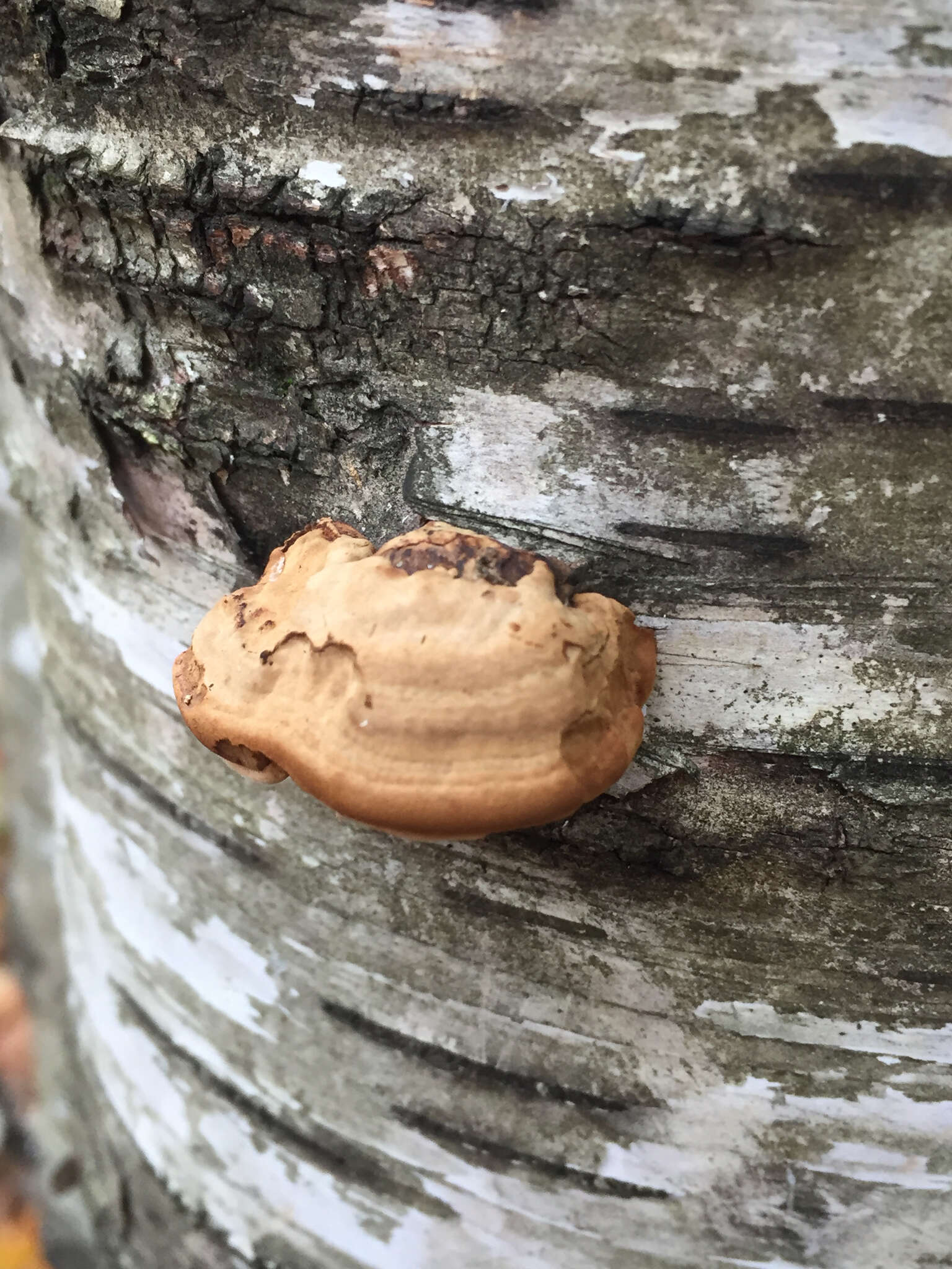 Image de Fomes fomentarius (L.) Fr.