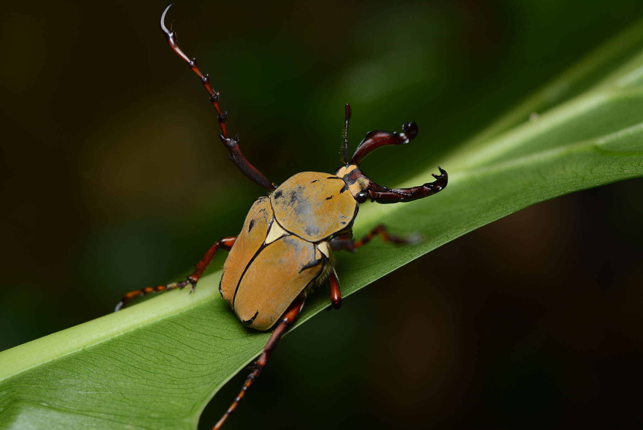 Imagem de Dicronocephalus bourgoini Pouillaude 1914