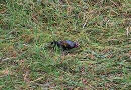 Image of Green Junglefowl