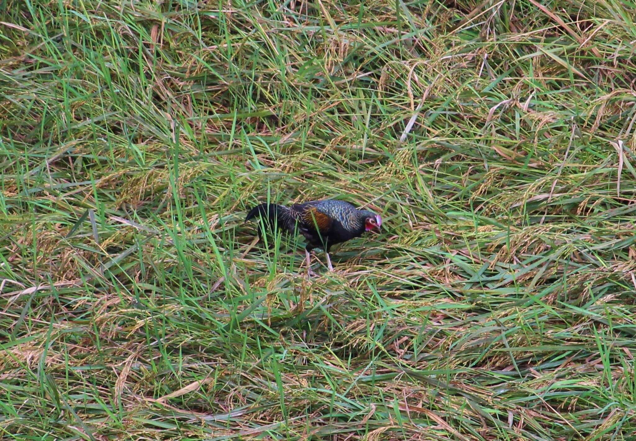 Image of Green Junglefowl