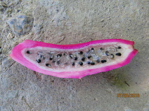 Image of Nightblooming Cactus