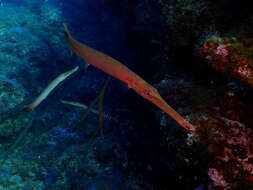 Image of Atlantic cornetfish