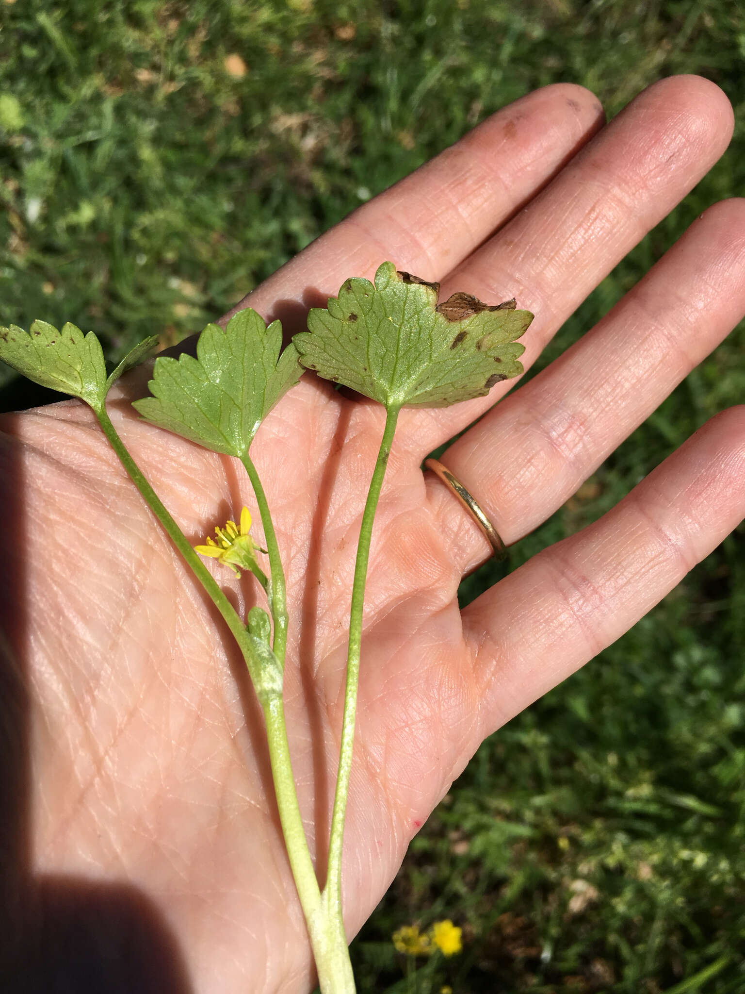 Image de Ranunculus muricatus L.