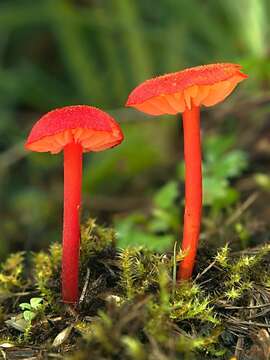 Image of Hygrocybe helobia (Arnolds) Bon 1976